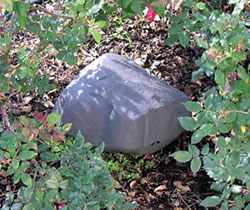 residential pest control